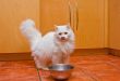 White cat eating