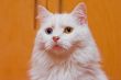 Bi-colored eye white cat
