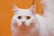 Bicolored eye white cat