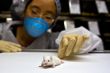 Scientist with white mouse