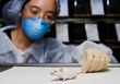 Scientist with white mouse