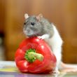 Rat with pepper