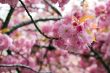 Cherry blossom