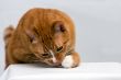 Curious cat