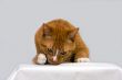 Curious cat