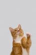 Cute cat