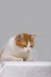 Curious cat