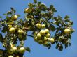 Apple Branch, With Large Green Apples