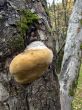 The Big Mushroom, Under The Name Of Chaga