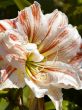 lily blossom
