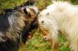goat fight