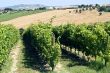 Marche - Vineyards