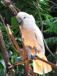 light colored parrot in a tree
