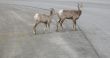wild goats running
