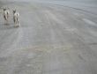 brown wild goats running