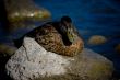 Wild Duck Resting on Rocks