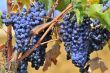 Blue grapes