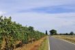 Italian vineyard near the road