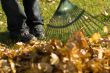 Raking Leaves