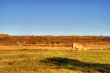 Pasture