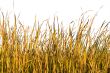 Isolated Grass