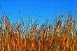 Reeds