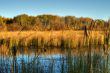 Marsh Land