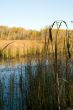 Bullrushes