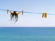 cuttlefish