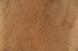 Skin of Goat.