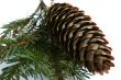 Coniferous branch and cone on a white background