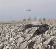 Migrate of birds
