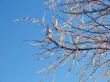 winter branches in rime