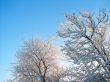 winter branches in rime