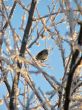 winter sparrow bird