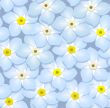 forget-me-nots, pattern