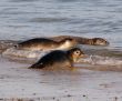 oung seals at the beach of Helgoland