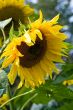 yellow sunflower