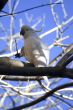 sulpher crested cockatoo