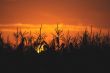 Sunrise through a grass