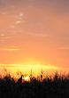 Sunrise through a grass