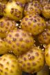 group of mushrooms (Pholiota aurivella)