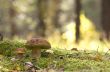 couple of mushrooms (Boletus edulis)