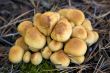 group of mushrooms (Hypholoma fasciculare)