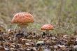 couple of mushrooms, fly agaric (Amanita muscaria)