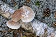 mushrooms on the birch trunk