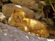greek tomcat