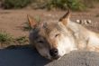 Sleeping wolf