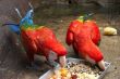 Feeding Scarlet Macaws