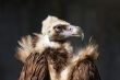 Vulture profile